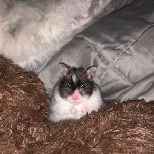 Meet your Posher, Madison